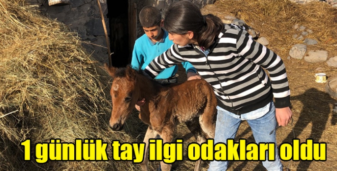 1 günlük tay ilgi odakları oldu