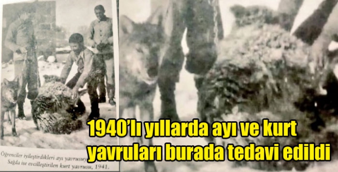 1940’lı yıllarda ayı ve kurt yavruları burada tedavi edildi