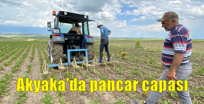 Akyaka'da pancar çapası