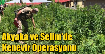 Akyaka ve Selim’de Kenevir Operasyonu