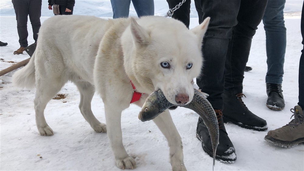 Alaska Kurdunun Balık Avı!