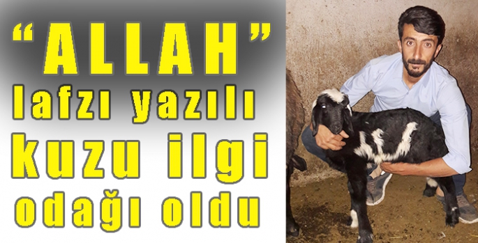 “Allah” lafzı yazılı kuzu ilgi odağı oldu