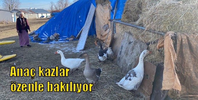 Anaç kazlar özenle bakılıyor