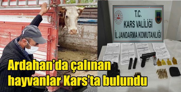 Ardahan’da çalınan hayvanlar Kars’ta bulundu