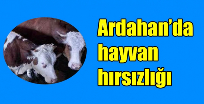 Ardahan’da hayvan hırsızlığı