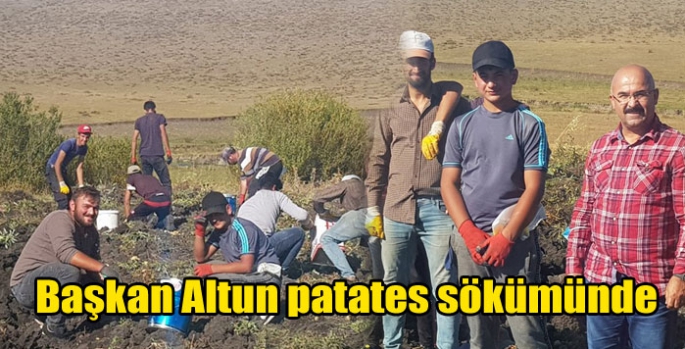 Başkan Altun patates sökümünde