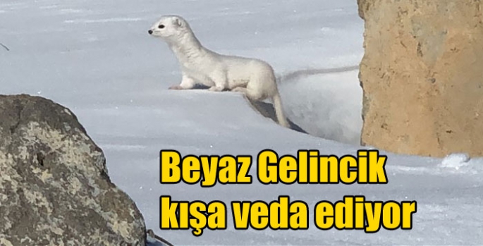 Beyaz Gelincik kışa veda ediyor