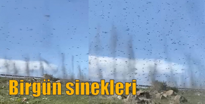Birgün sineklerinin yaşam döngüsü