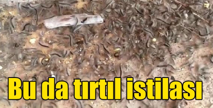 Bu da tırtıl istilası