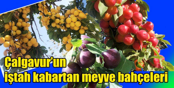 Çalgavur’un iştah kabartan meyve bahçeleri