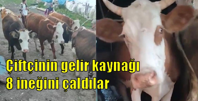 Çiftçinin gelir kaynağı 8 ineğini çaldılar