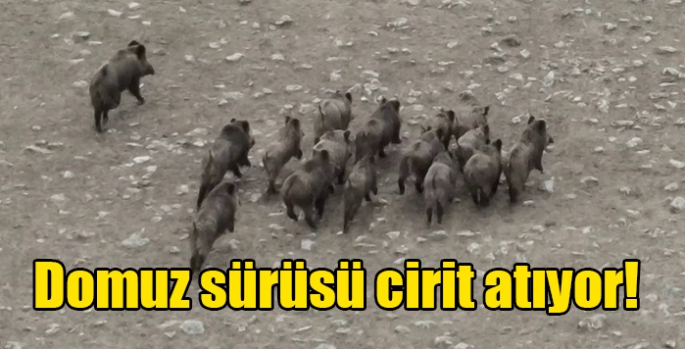 Domuz sürüsü drone ile görüntülendi