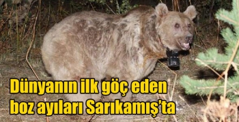 Dünyanın ilk göç eden boz ayıları Sarıkamış’ta