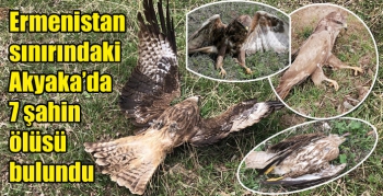 Ermenistan sınırındaki Akyaka’da 7 şahin ölüsü bulundu
