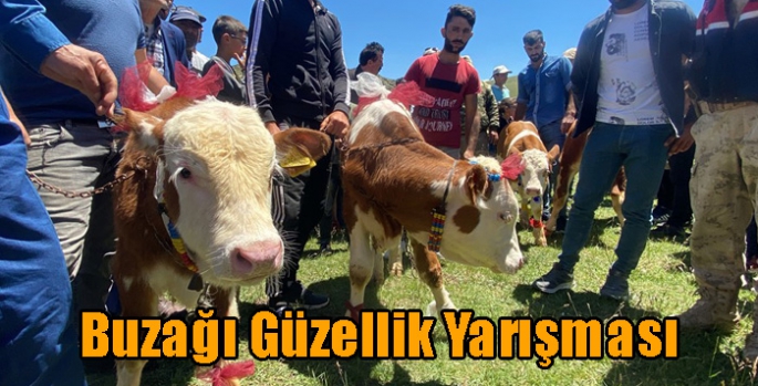 Hasbey Köyünde Buzağı güzellik yarışması yapıldı