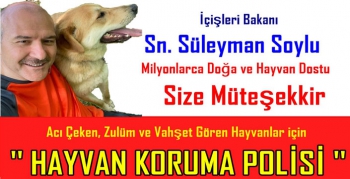 ‘’HAYDİ’’ ile Şiddet Vahşet gören hayvanlara İMDAT ELİ!