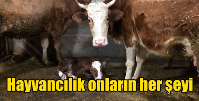 Hayvancılık onların her şeyi