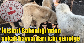 İçişleri Bakanlığı'ndan sokak hayvanları için genelge