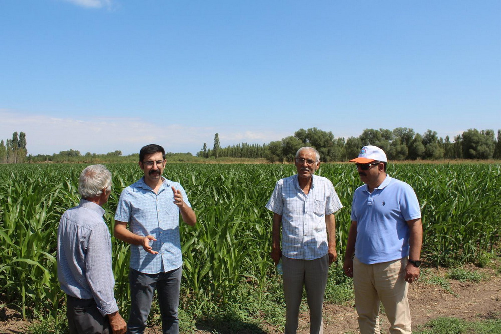 Iğdır’da Slajlık Mısır Hasadı Başladı