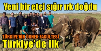 Türkiye’de ilk. Yeni bir etçi sığır ırk doğdu