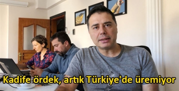 Kadife ördek, artık Türkiye'de üremiyor