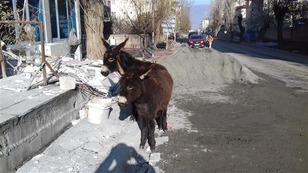 Kağızman’da Başı Boş Eşekler Şehir Merkezine İndi