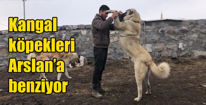 Kangal köpekleri Arslan’a benziyor