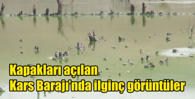 Kapakları açılan Kars Barajı’nda ilginç görüntüler