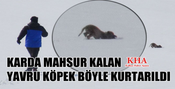 Kara bata çıka giden yavru köpeği gazeteciler kurtardı