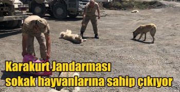 Karakurt Jandarması sokak hayvanlarına sahip çıkıyor