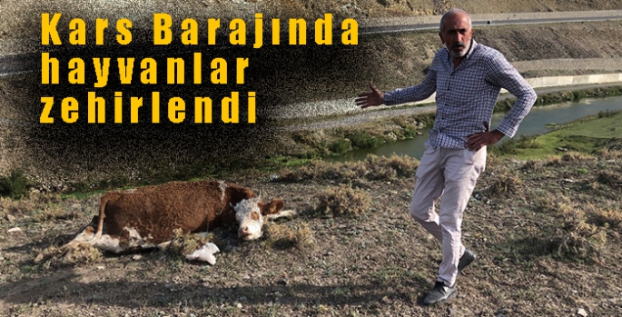 Kars Barajında hayvanlar zehirlendi