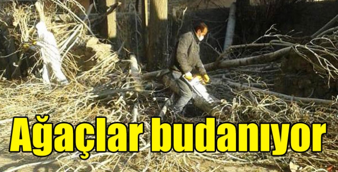 Kars Belediyesi ağaç budama çalışması başlattı