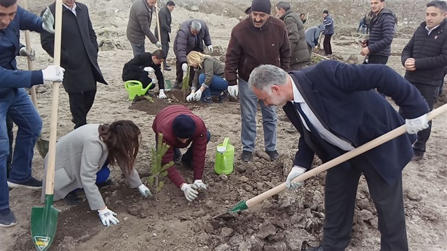 Kars Belediyesi’nden fidan dikimi