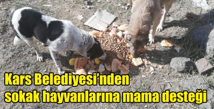 Kars Belediyesi’nden Sokak hayvanlarına mama desteği