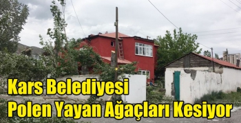 Kars Belediyesi Polen Yayan Ağaçları Kesiyor