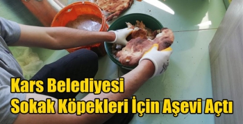 Kars Belediyesi Sokak Köpekleri İçin Aşevi Açtı