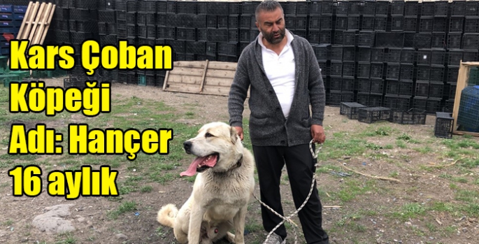 Kars Çoban Köpeği Adı Hançer 16 aylık