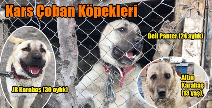 Kars Çoban Köpekleri