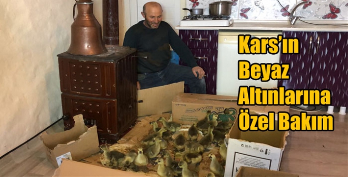 Kars’ın Beyaz Altınlarına Özel Bakım