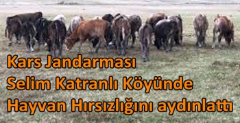 Kars Jandarması Selim Katranlı Köyünde Hayvan Hırsızlığını aydınlattı