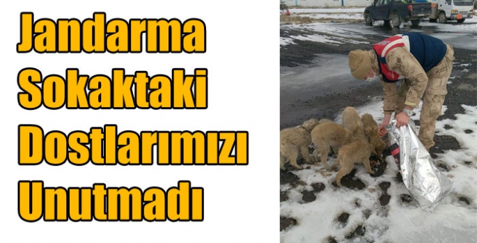 Kars Jandarması Sokaktaki Dostlarımızı Unutmadı