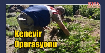 Kars Jandarmasından Kenevir Operasyonu