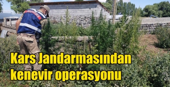 Kars Jandarmasından kenevir operasyonu