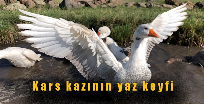 Kars kazının yaz keyfi