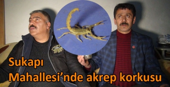 Kars Sukapı Mahallesi’nde akrep korkusu