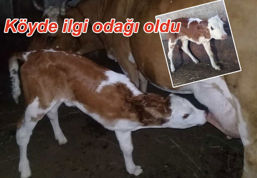 Kars’ta 3 bacaklı buzağı