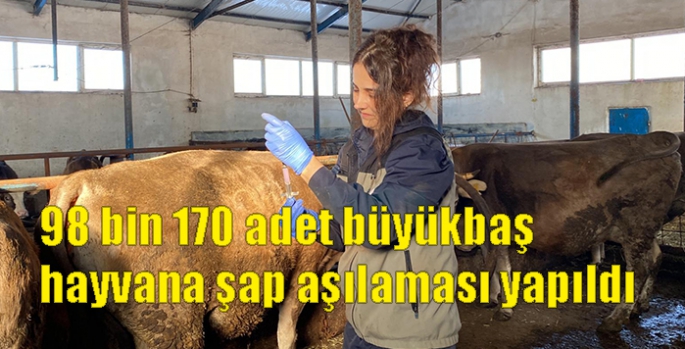 Kars’ta 98 bin 170 adet büyükbaş hayvana şap aşılaması yapıldı