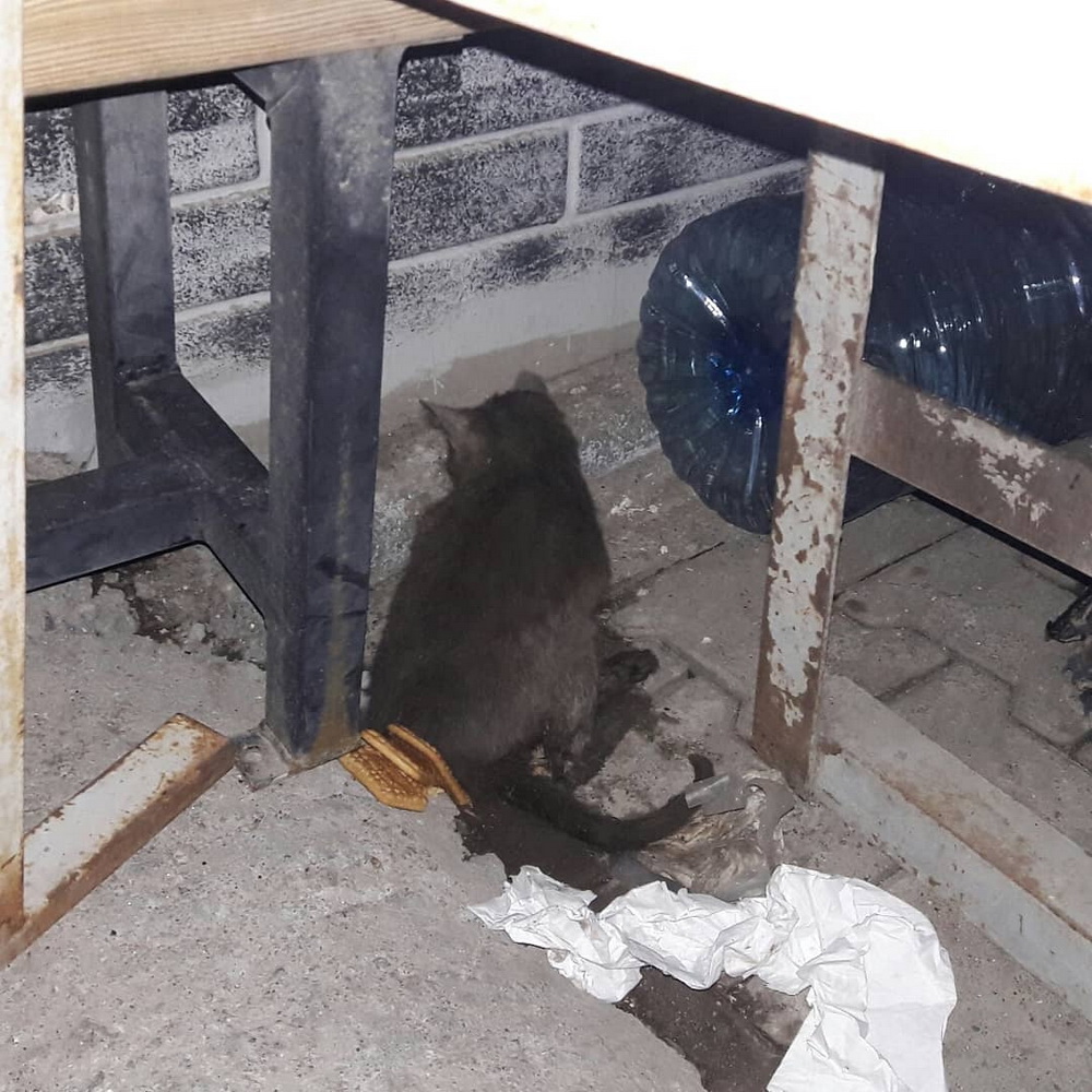 Kars’ta arabanın çarptığı kedi son anda kurtarıldı