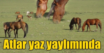 Kars’ta atlar yaz yaylımında