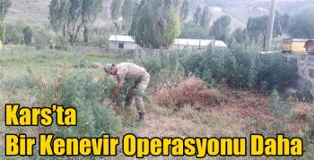 Kars’ta Bir Kenevir Operasyonu Daha